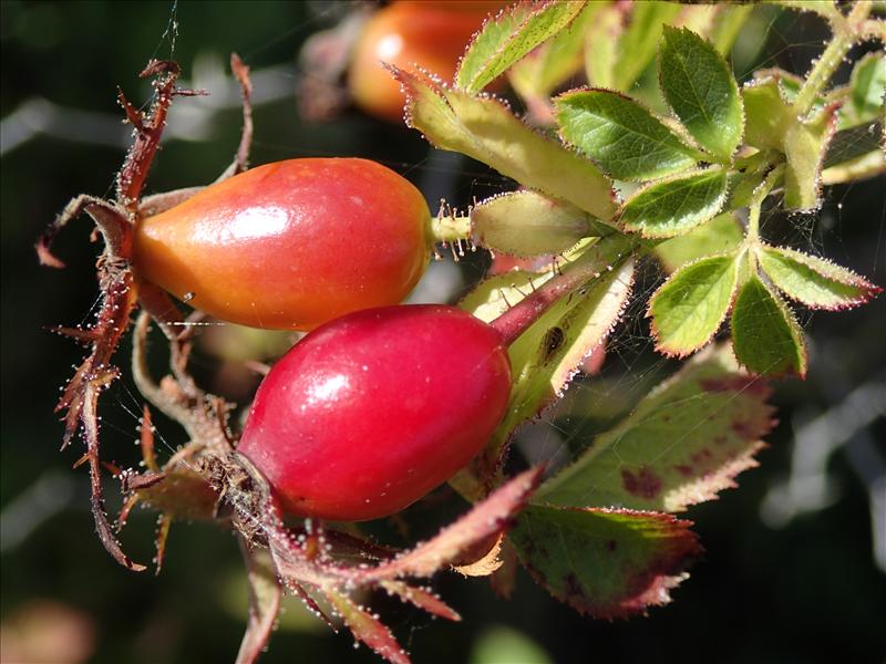 Rosa rubiginosa (door Adrie van Heerden)