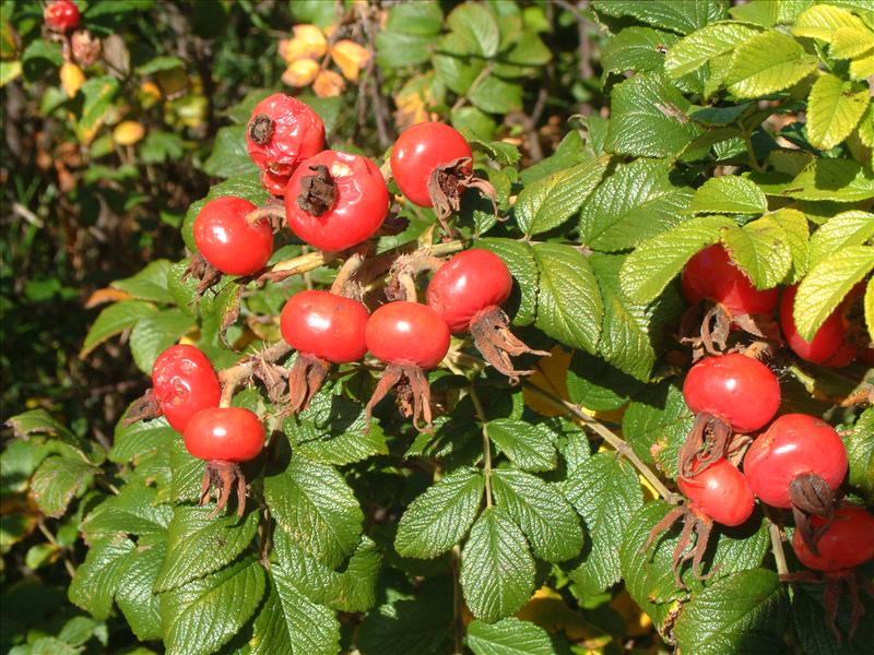 Rosa rugosa (door Adrie van Heerden)