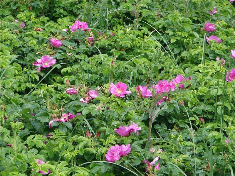 Rosa rugosa (door Adrie van Heerden)