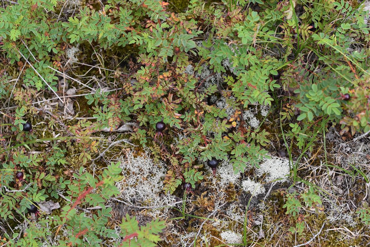 Rosa spinosissima (door Jan Klinckenberg)