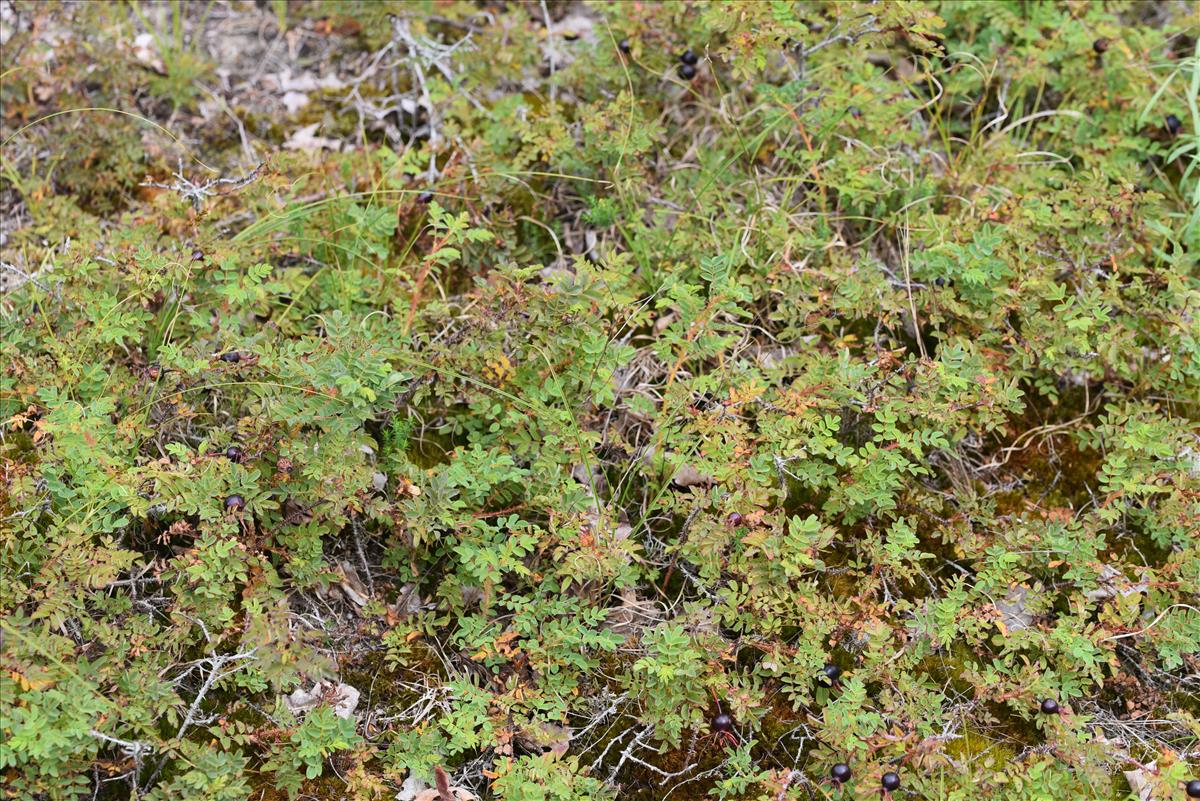 Rosa spinosissima (door Jan Klinckenberg)