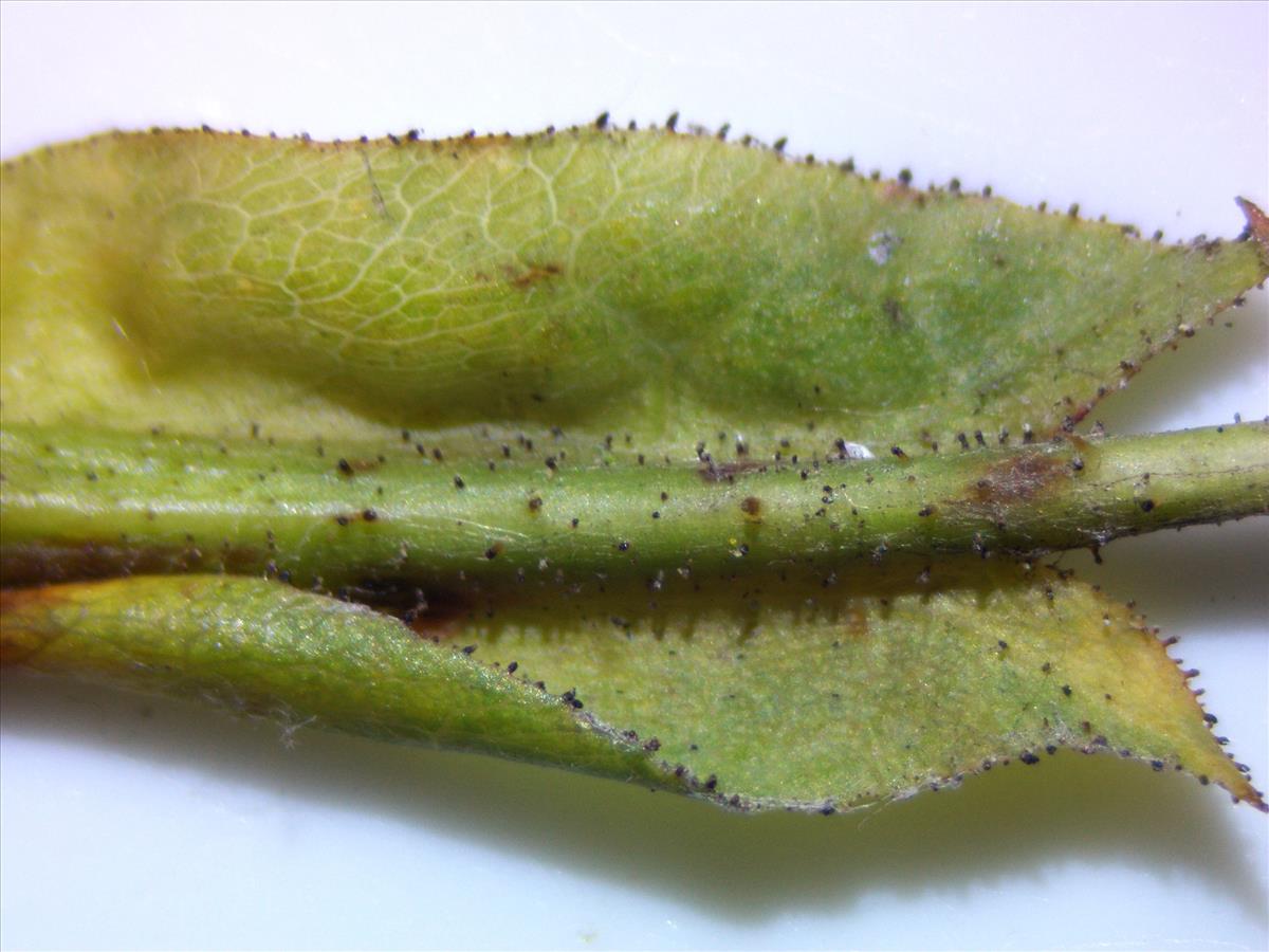 Rosa squarrosa (door Jan Klinckenberg)