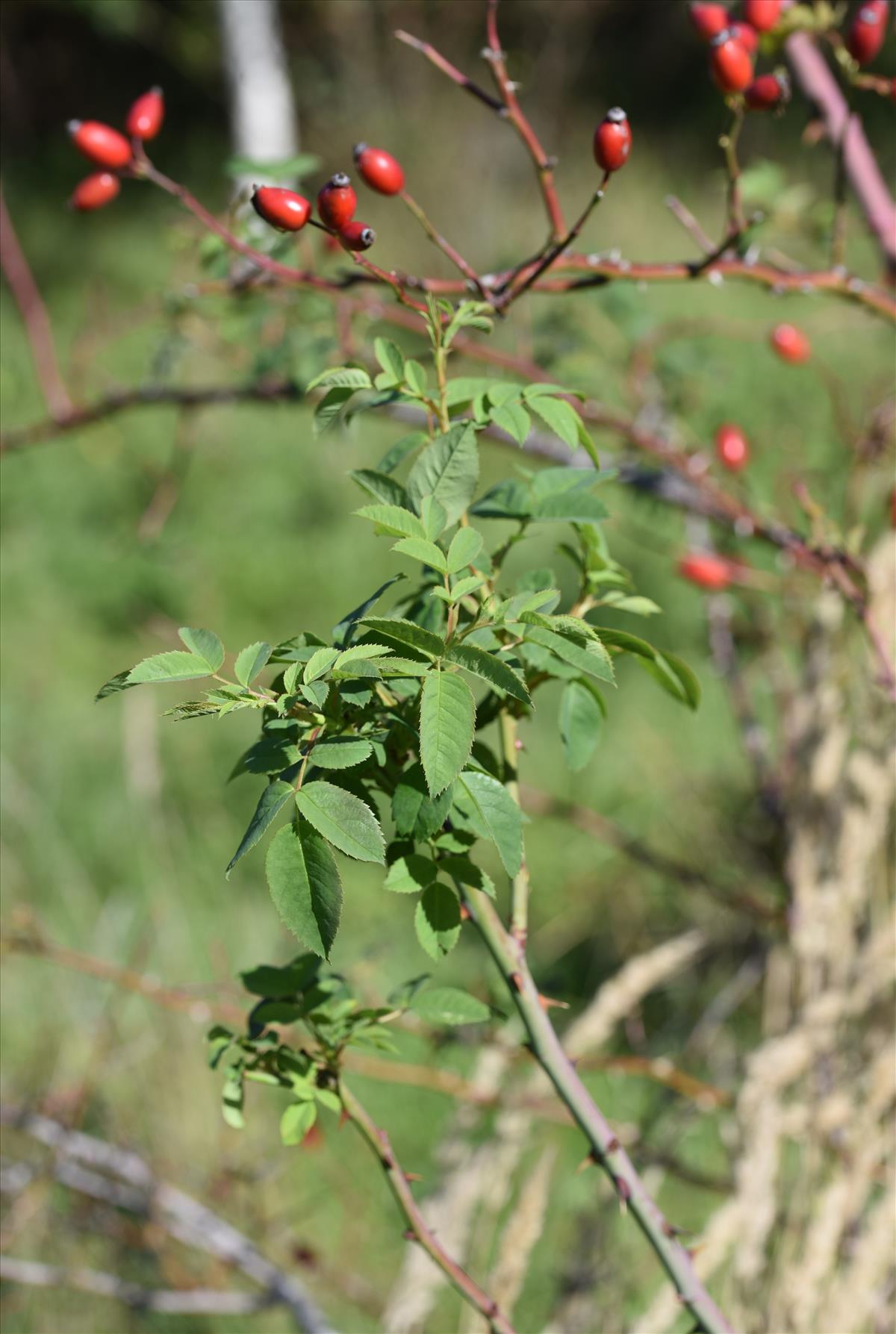 Rosa squarrosa (door Jan Klinckenberg)