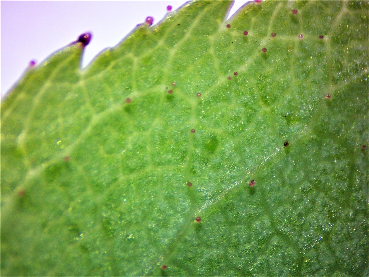 Rosa squarrosa (door Jan Klinckenberg)