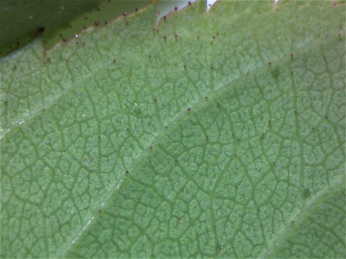 Rosa squarrosa (door Jan Klinckenberg)