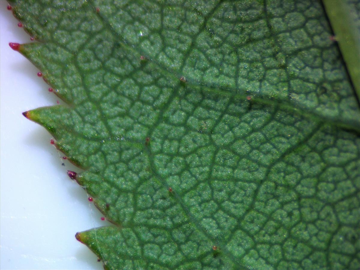 Rosa squarrosa (door Jan Klinckenberg)