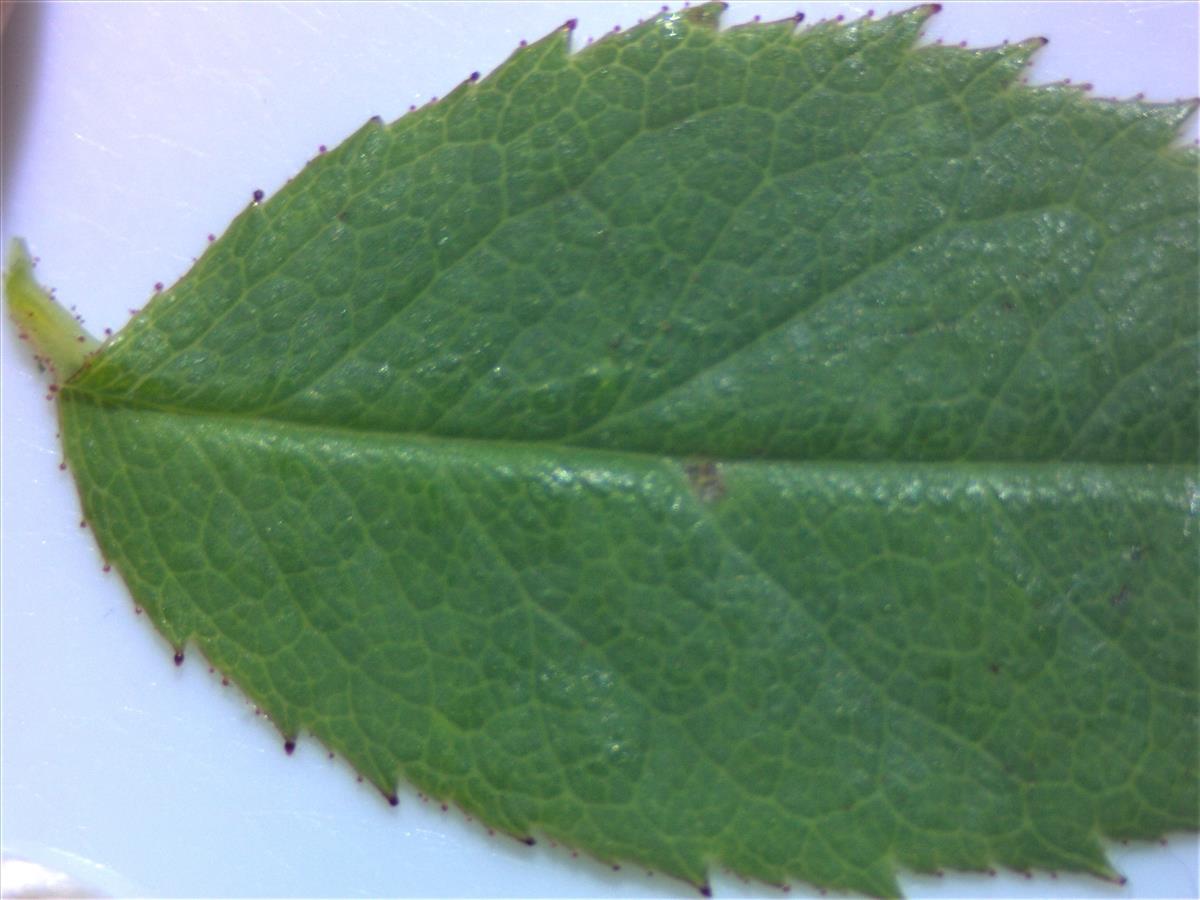 Rosa squarrosa (door Jan Klinckenberg)