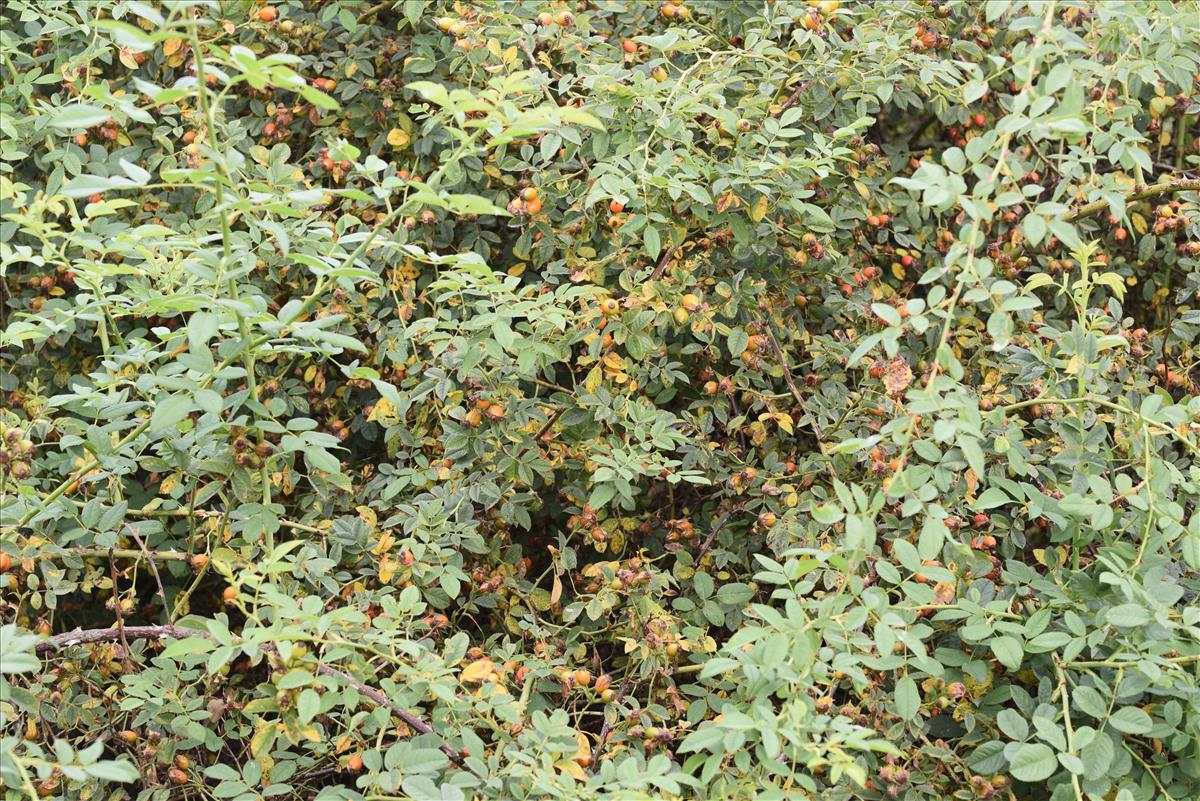 Rosa squarrosa (door Jan Klinckenberg)