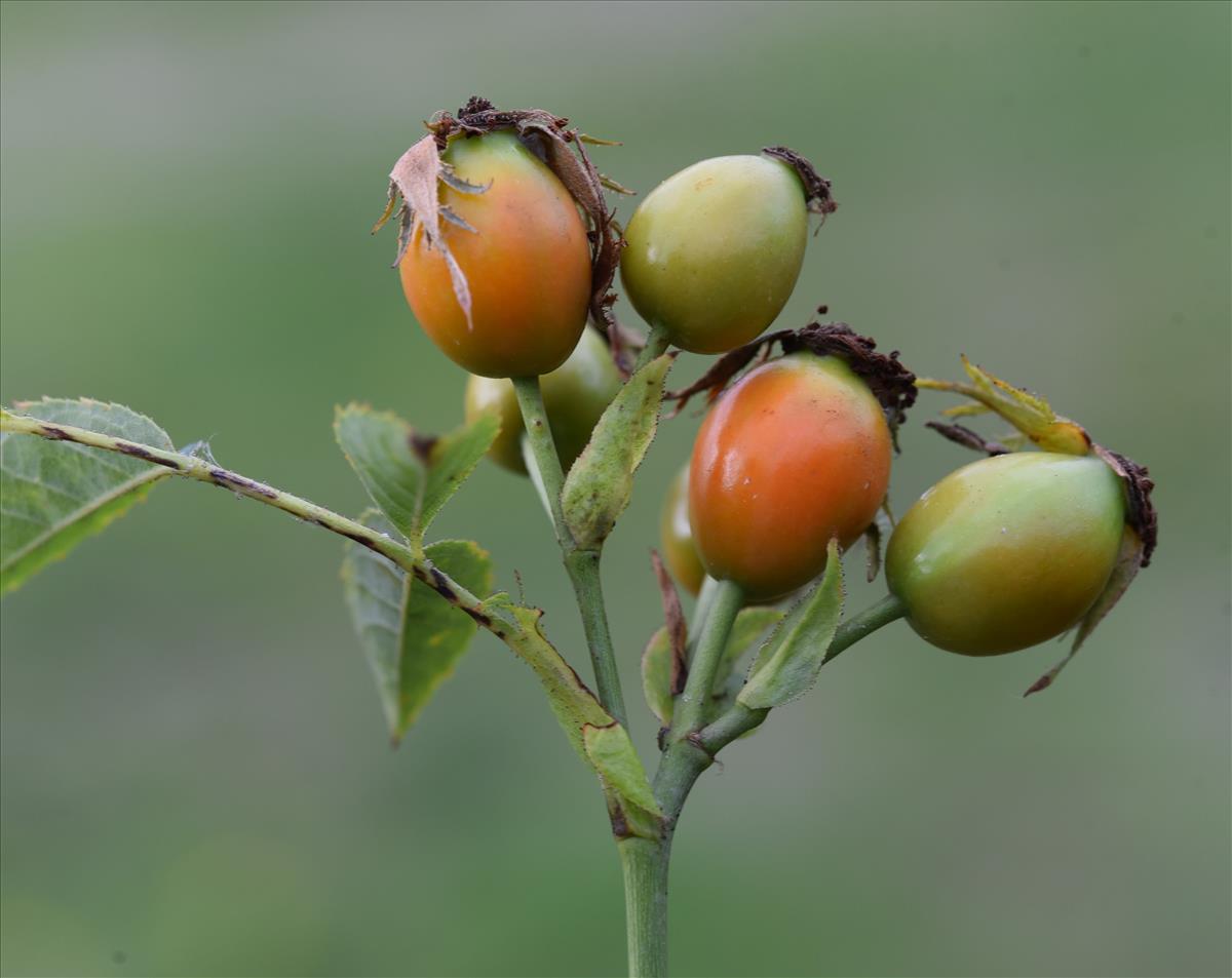 Rosa squarrosa (door Jan Klinckenberg)