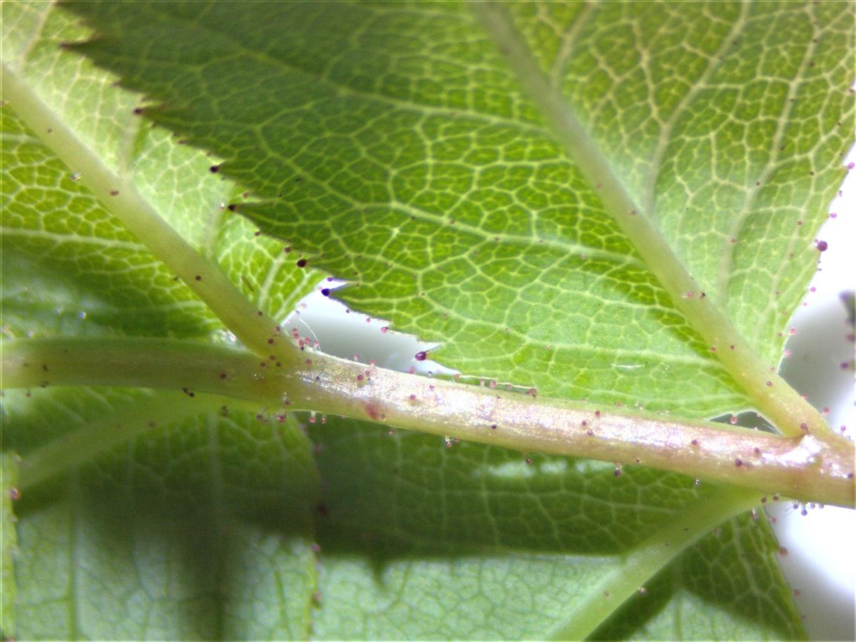 Rosa squarrosa (door Jan Klinckenberg)