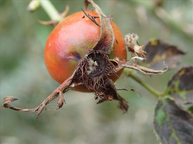 Rosa x subcollina (door Adrie van Heerden)