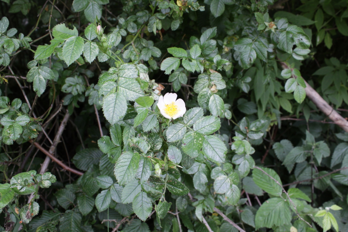 Rosa tomentella (door Peter Meininger)