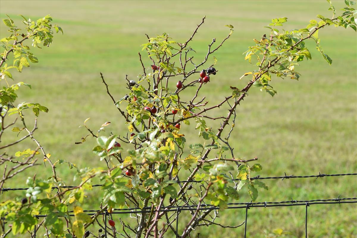 Rosa tomentella (door Jan Klinckenberg)
