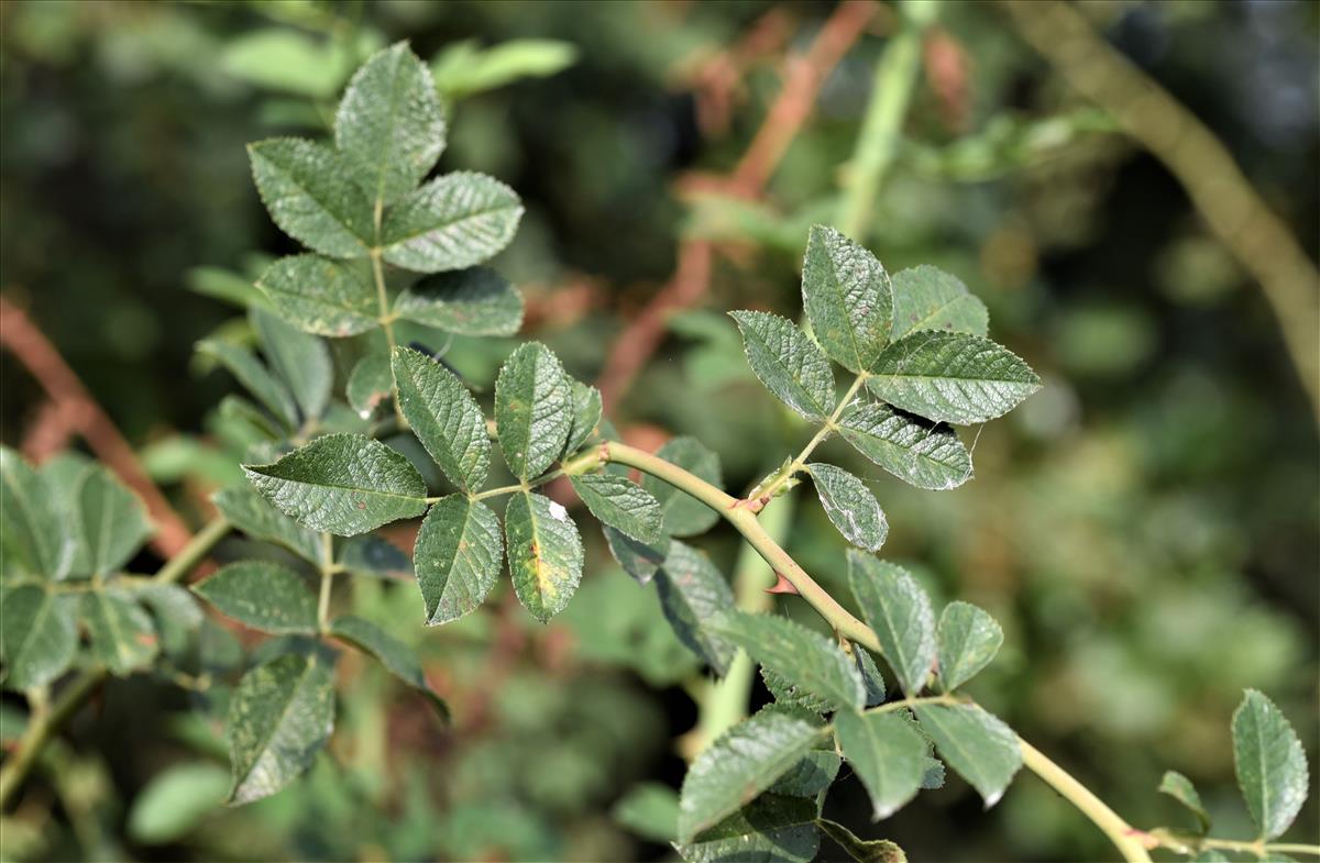 Rosa tomentella (door Jan Klinckenberg)