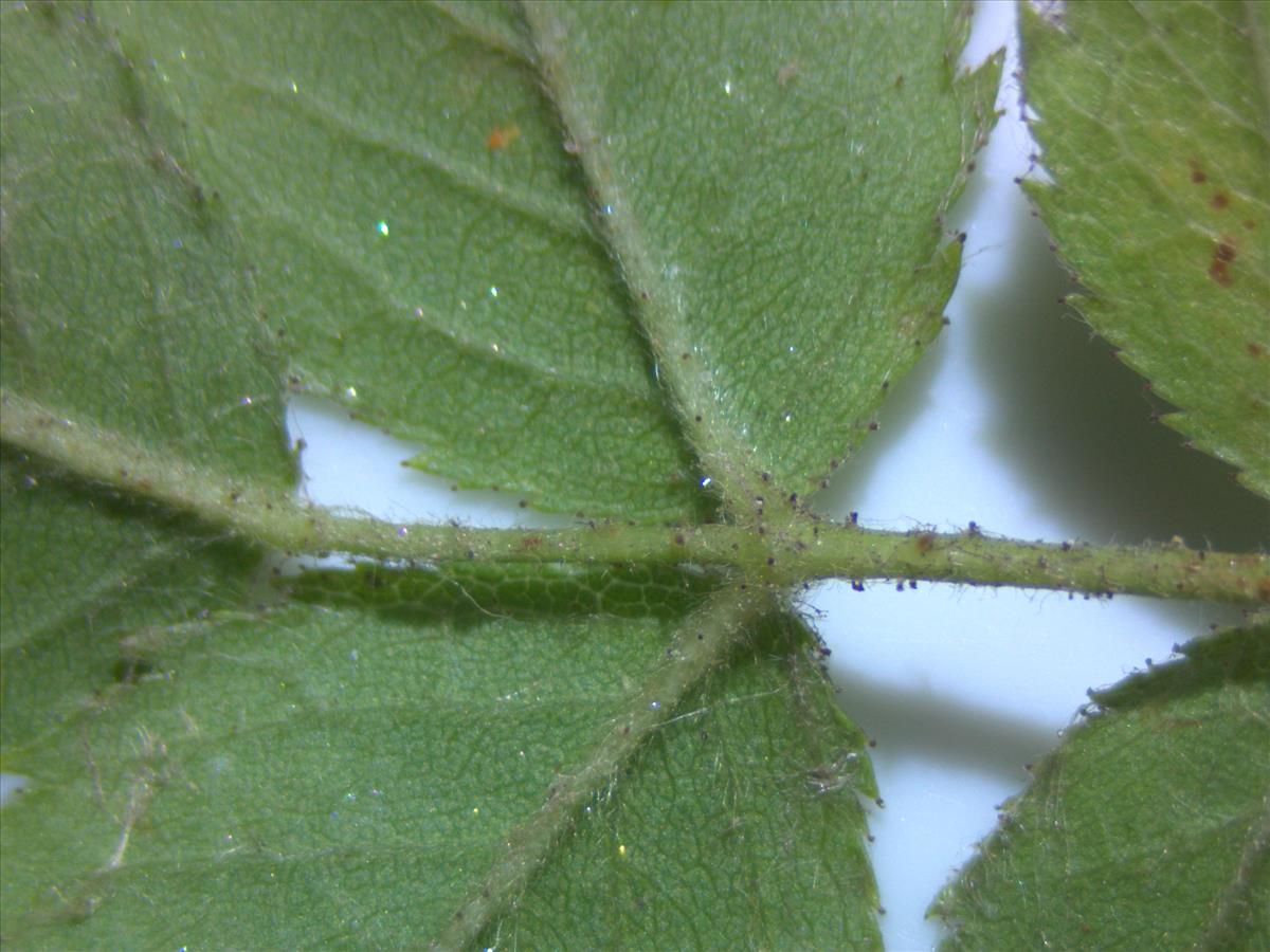 Rosa tomentella (door Jan Klinckenberg)