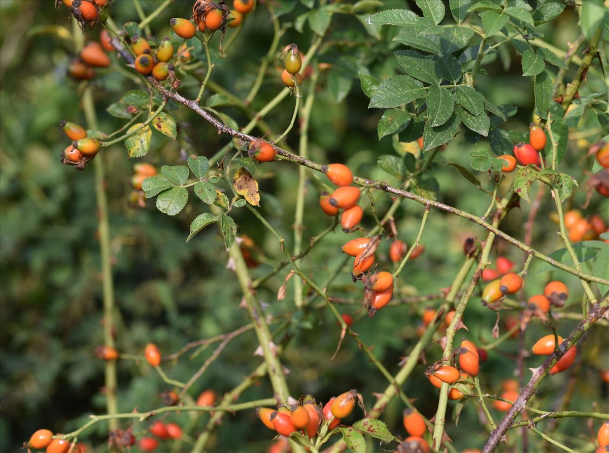 Rosa tomentella (door Jan Klinckenberg)
