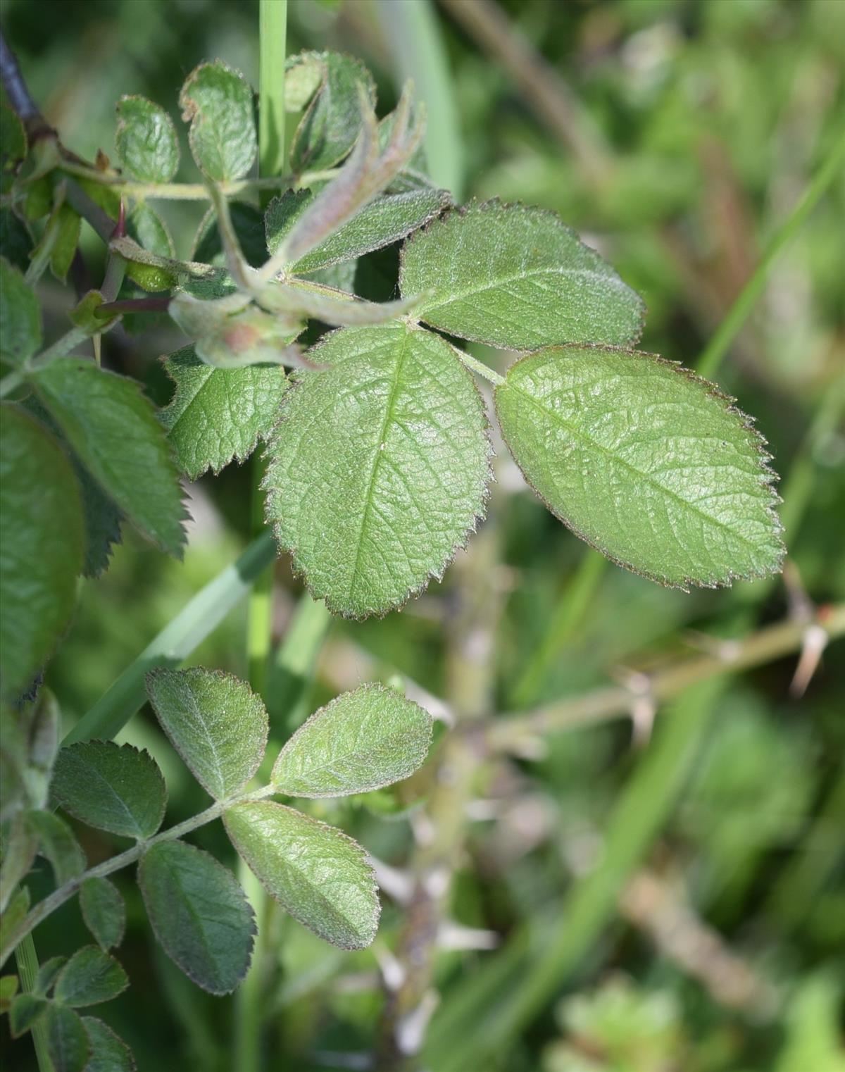 Rosa tomentosa (door Jan Klinckenberg)