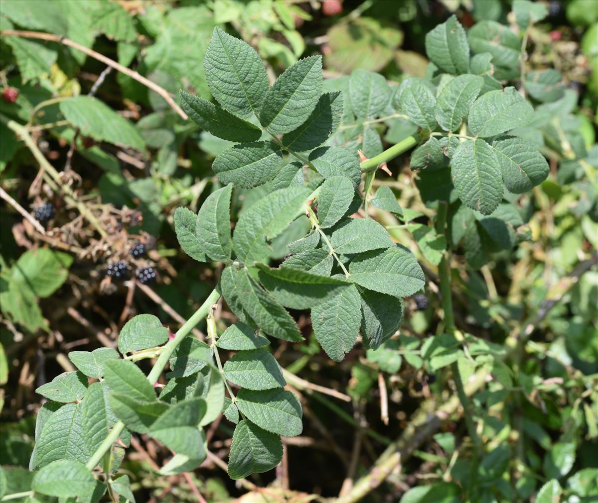 Rosa tomentosa (door Jan Klinckenberg)