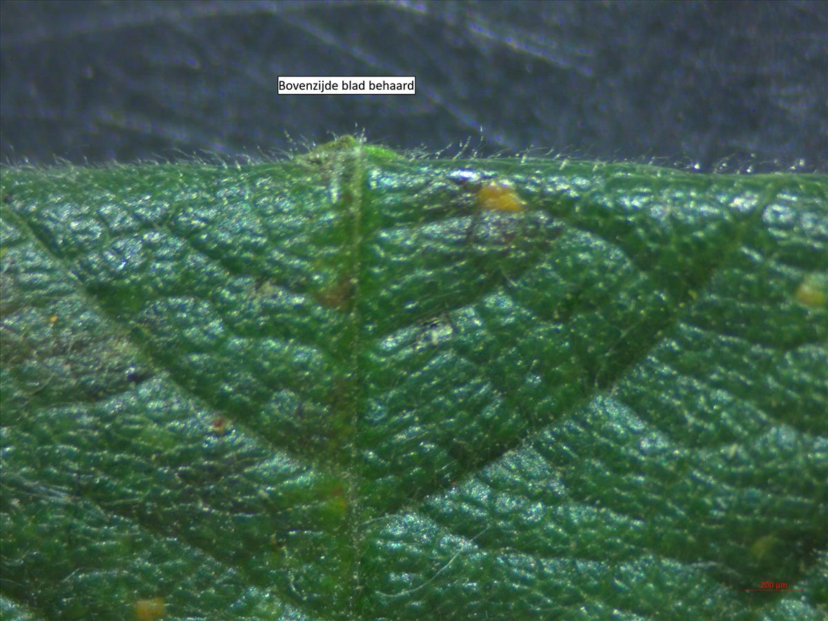 Rosa tomentosa (door Jan Klinckenberg)