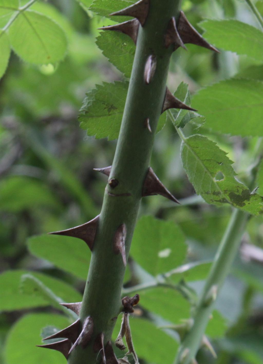 Rosa tomentosa (door Peter Meininger)