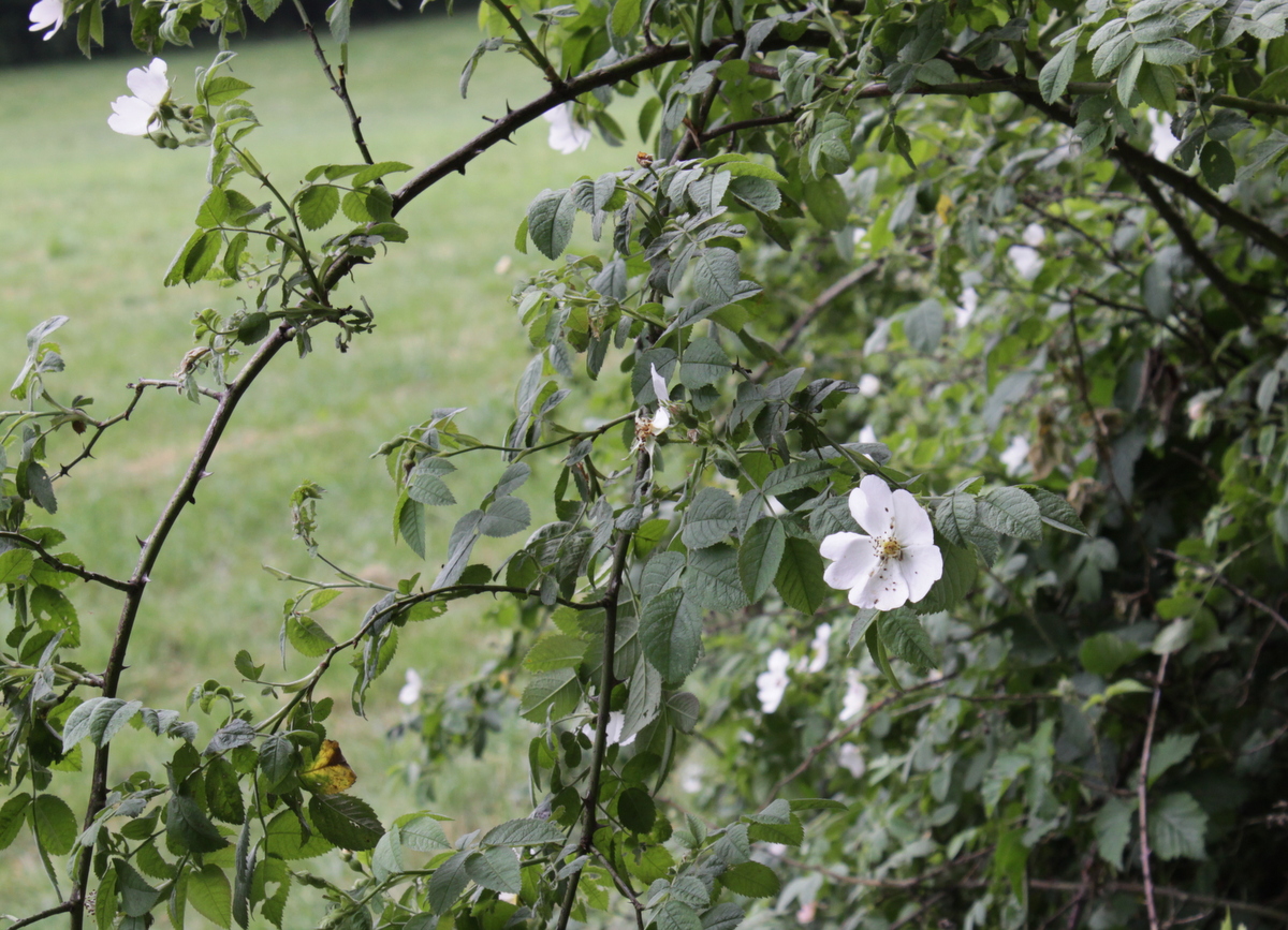 Rosa tomentosa (door Peter Meininger)