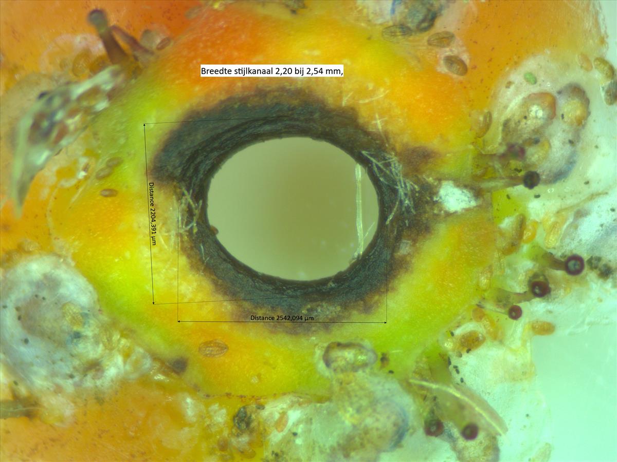 Rosa villosa (door Jan Klinckenberg)