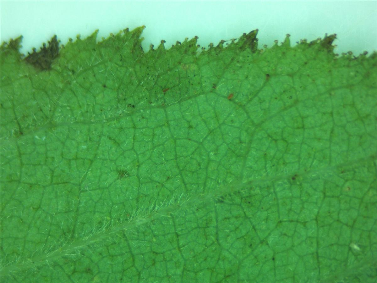 Rosa villosa (door Jan Klinckenberg)