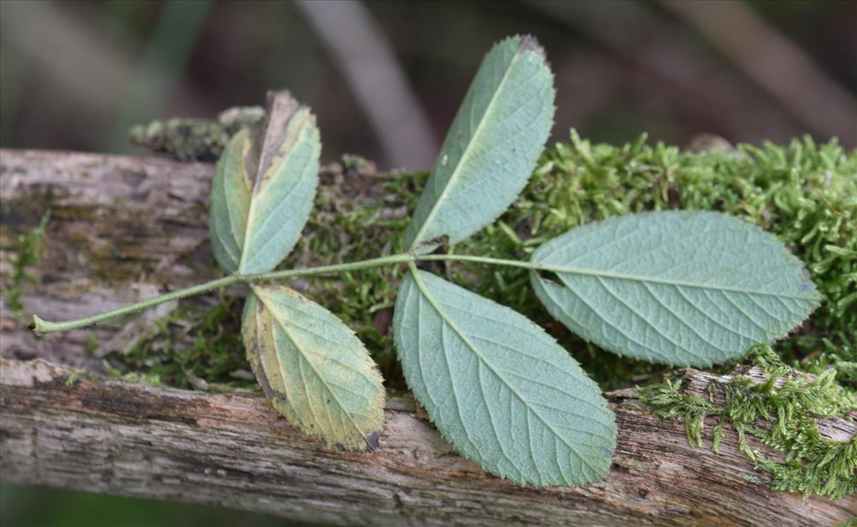 Rosa villosa (door Jan Klinckenberg)