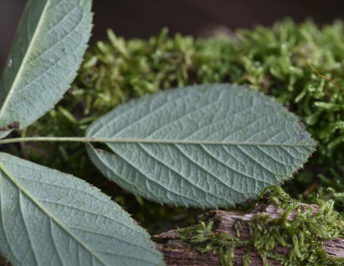 Rosa villosa (door Jan Klinckenberg)