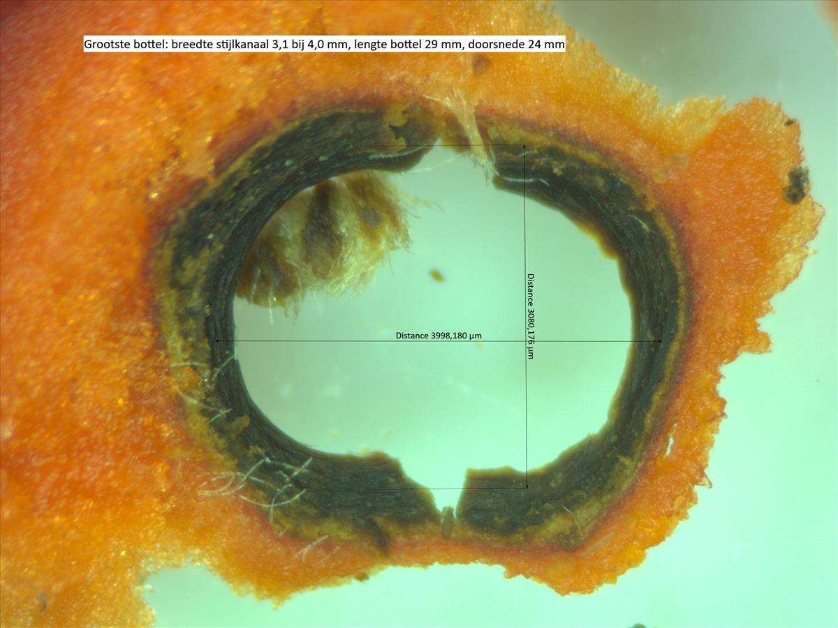 Rosa villosa (door Jan Klinckenberg)