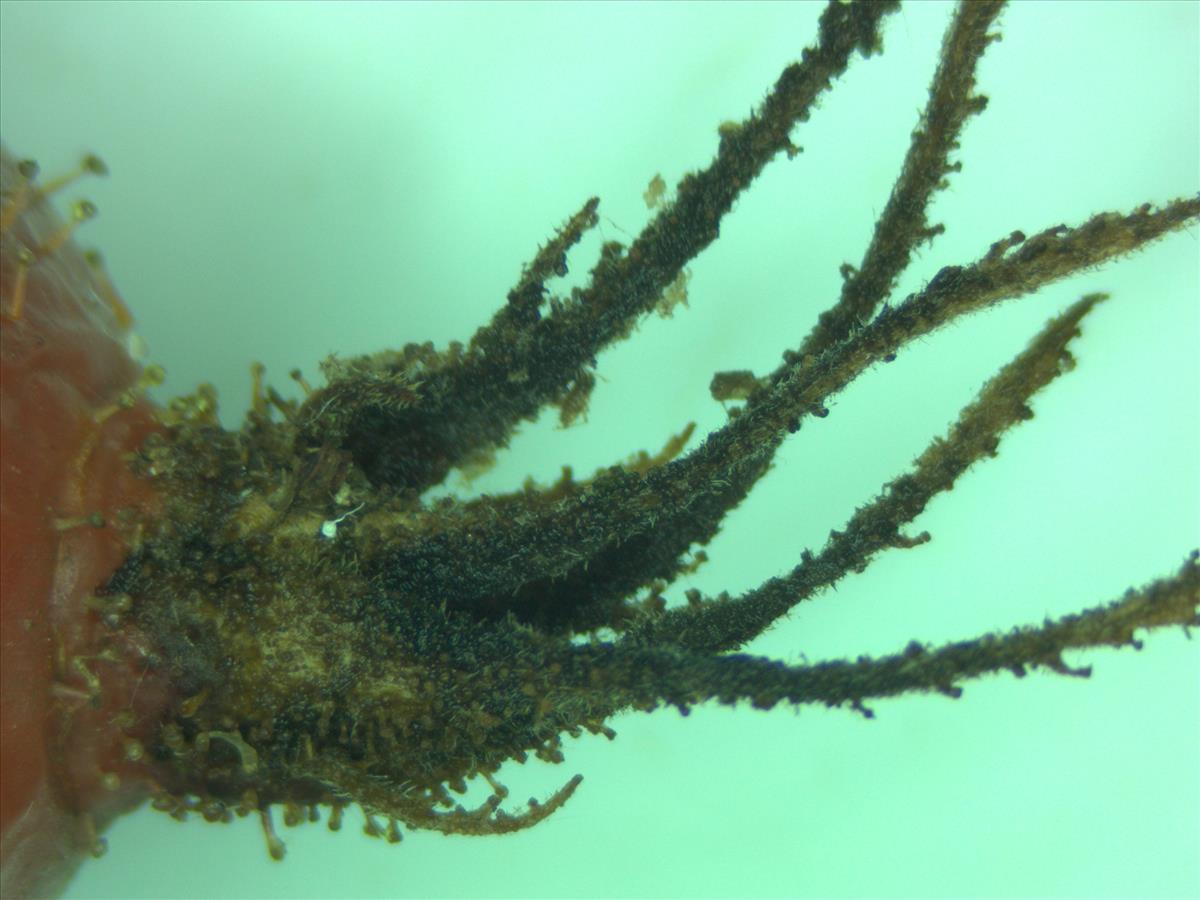 Rosa villosa (door Jan Klinckenberg)