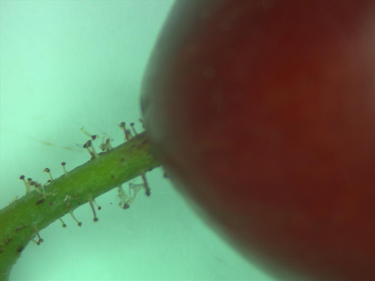 Rosa villosa (door Jan Klinckenberg)