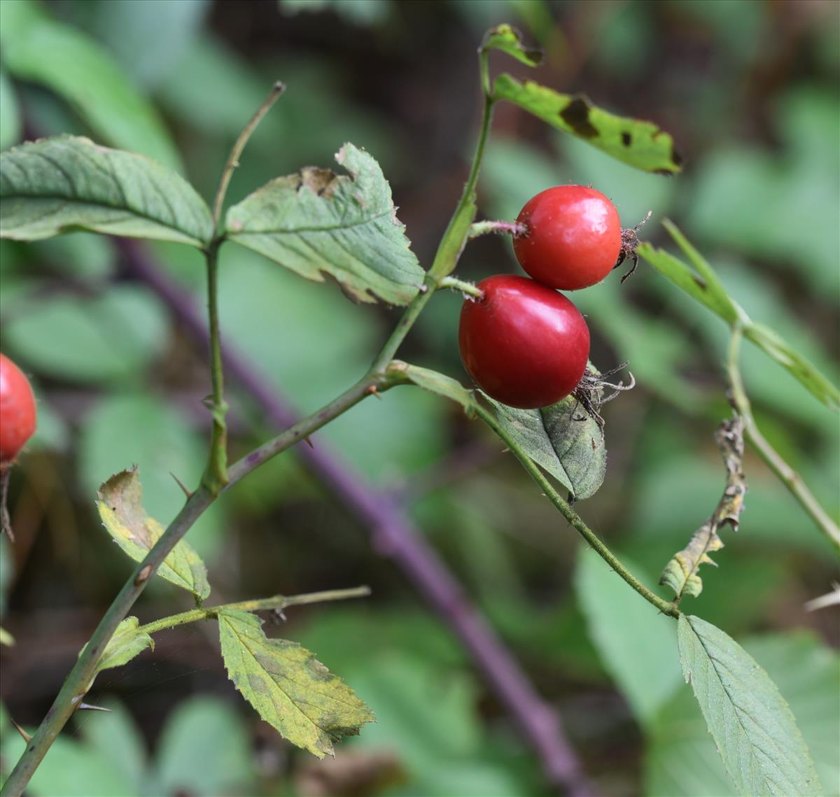 Rosa villosa (door Jan Klinckenberg)