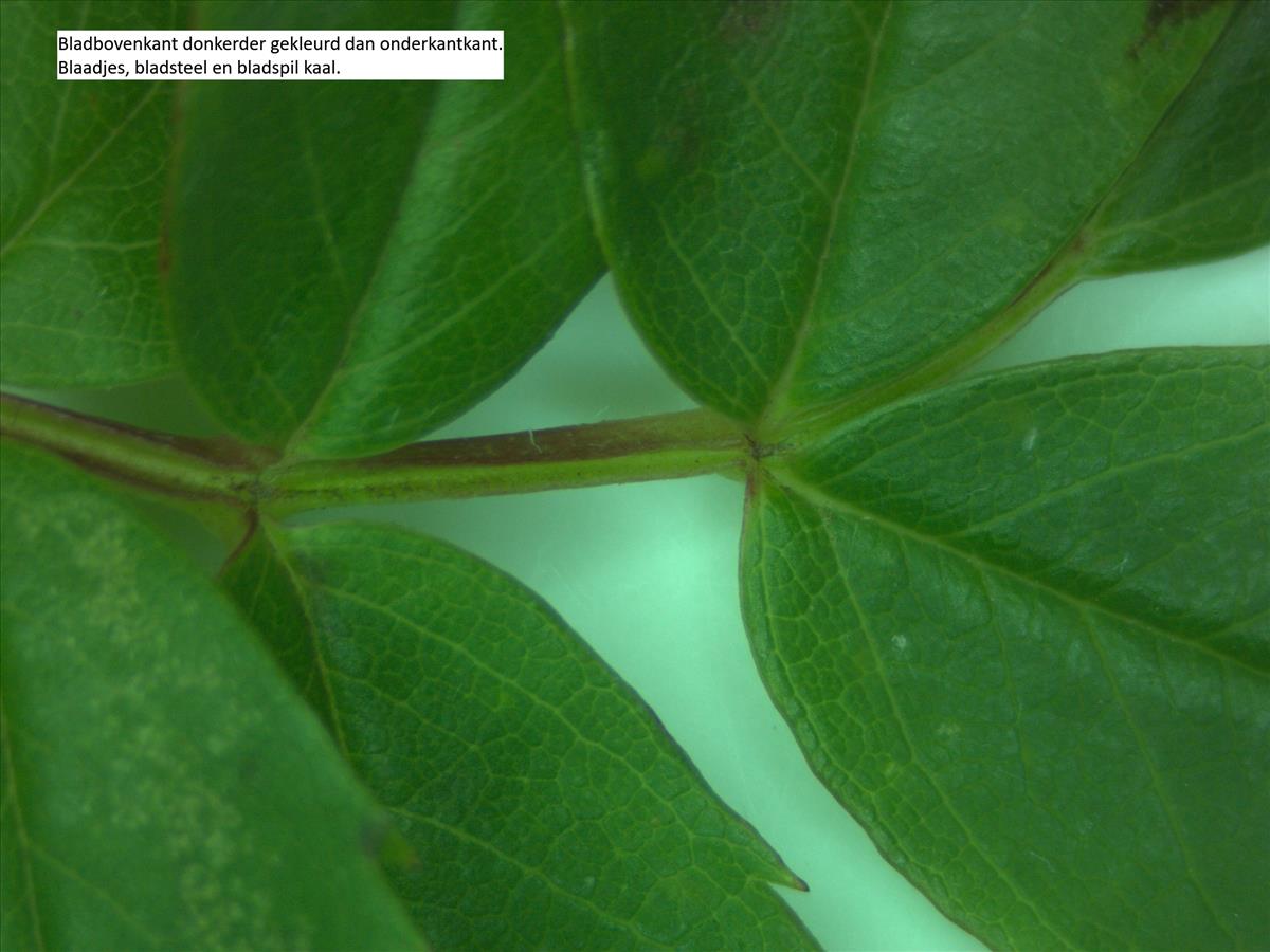 Rosa virginiana (door Jan Klinckenberg)