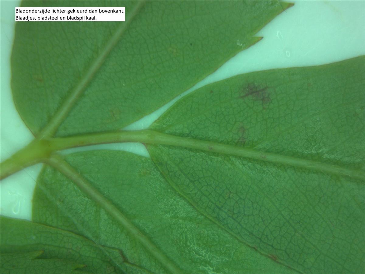 Rosa virginiana (door Jan Klinckenberg)