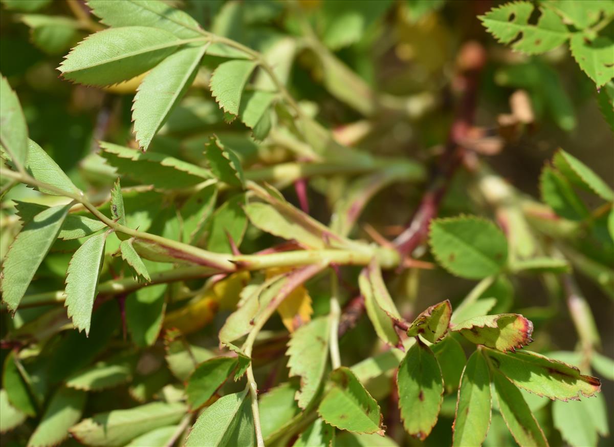 Rosa virginiana (door Jan Klinckenberg)