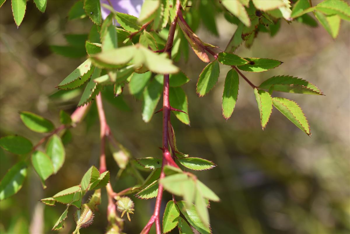 Rosa virginiana (door Jan Klinckenberg)