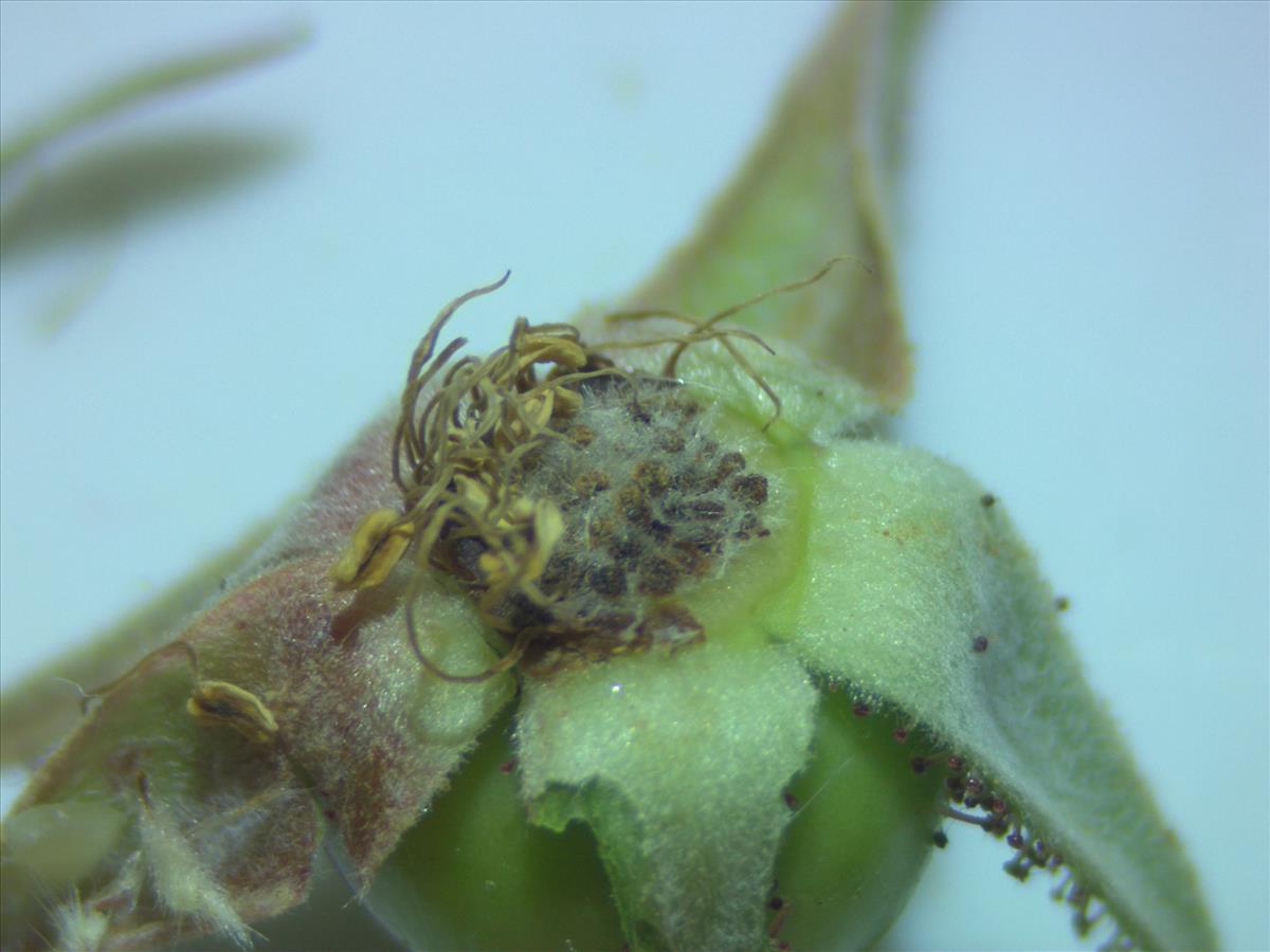 Rosa virginiana (door Jan Klinckenberg)