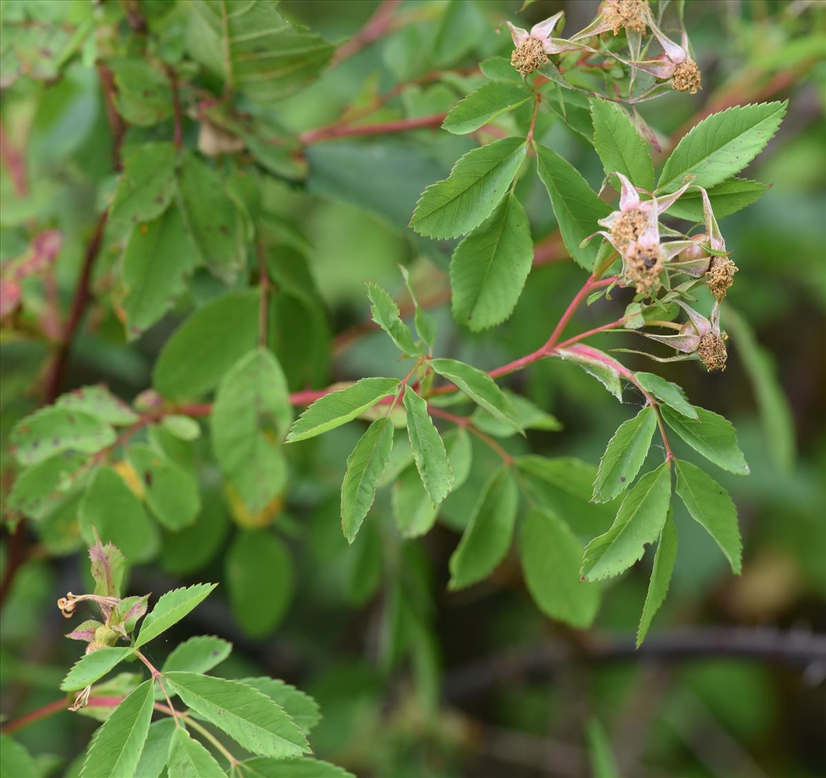 Rosa virginiana (door Jan Klinckenberg)