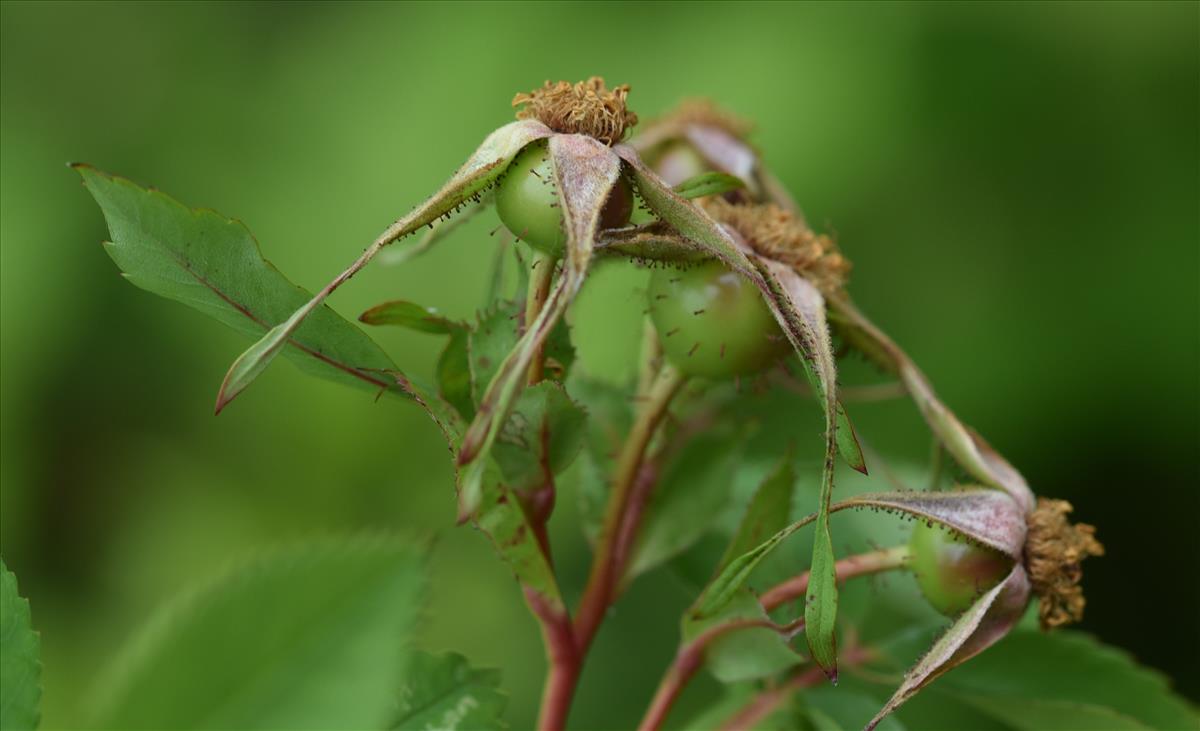 Rosa virginiana (door Jan Klinckenberg)