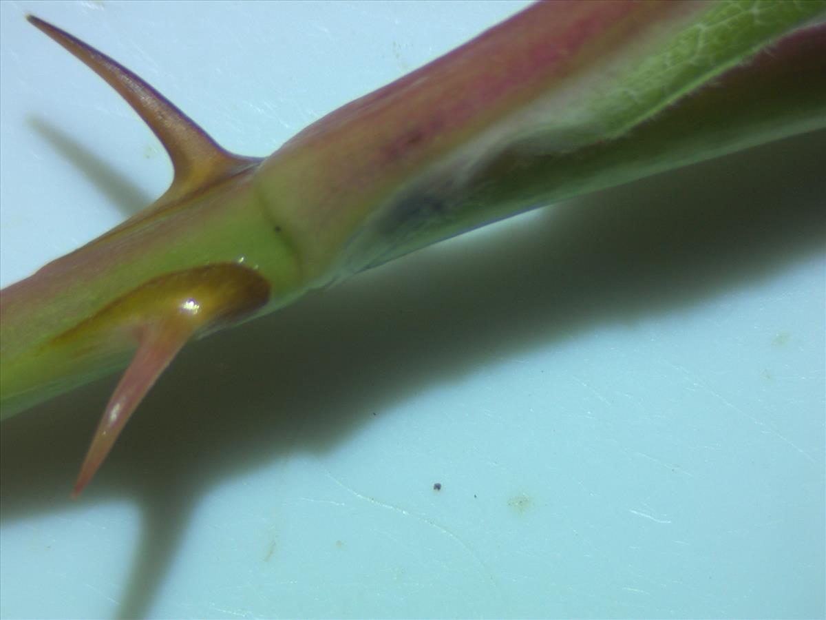 Rosa virginiana (door Jan Klinckenberg)