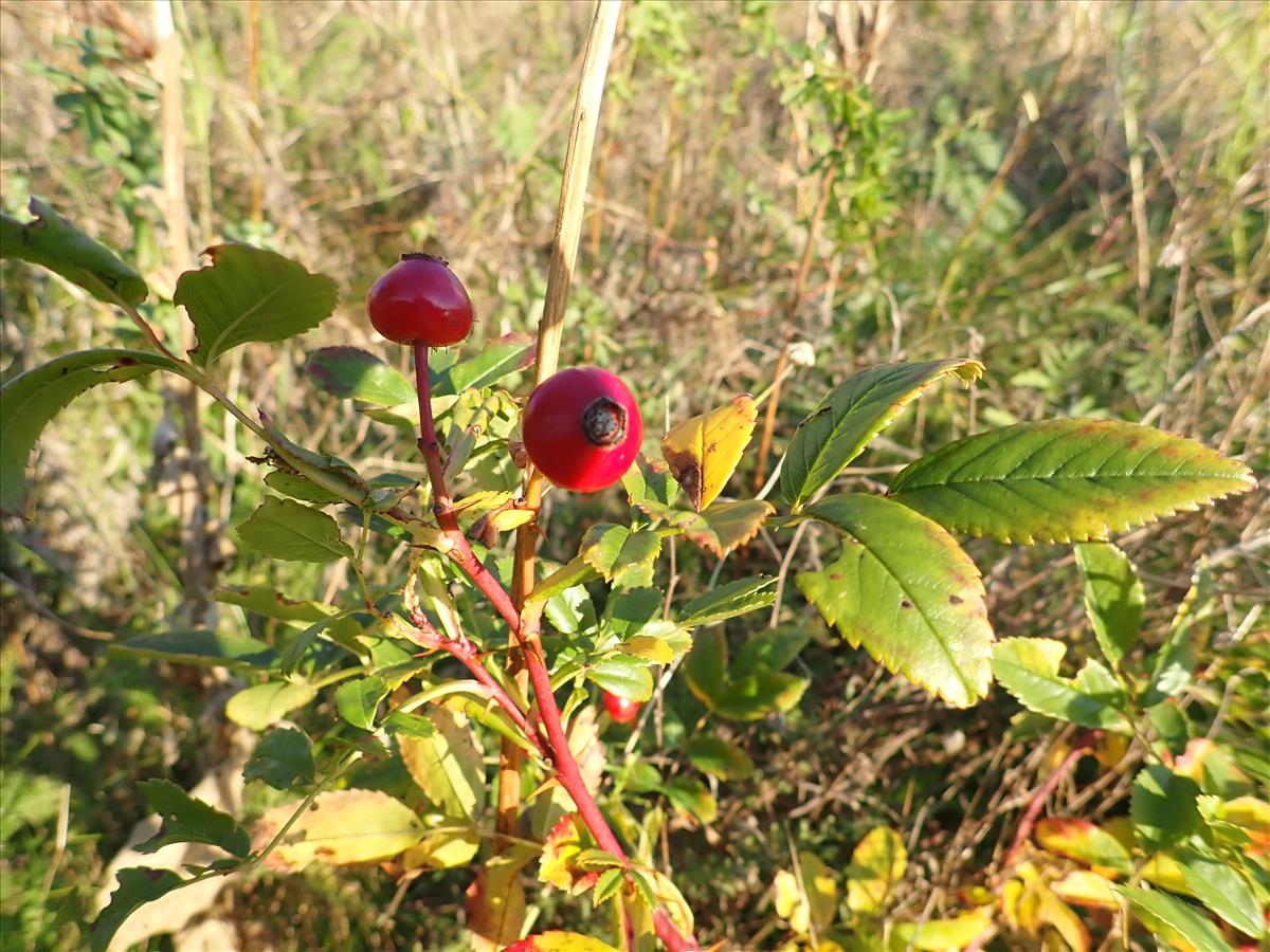 Rosa virginiana (door Aad van Diemen)