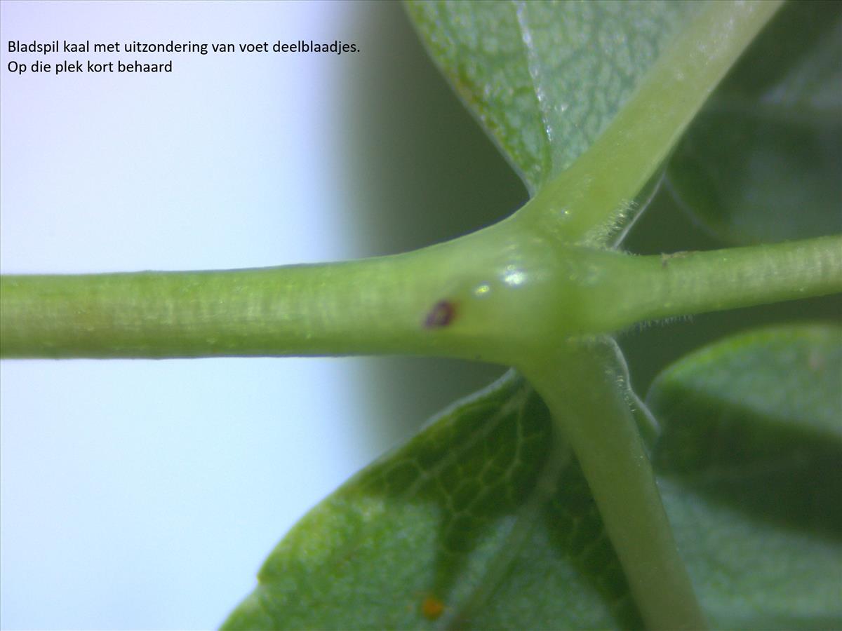 Rosa vosagiaca (door Jan Klinckenberg)