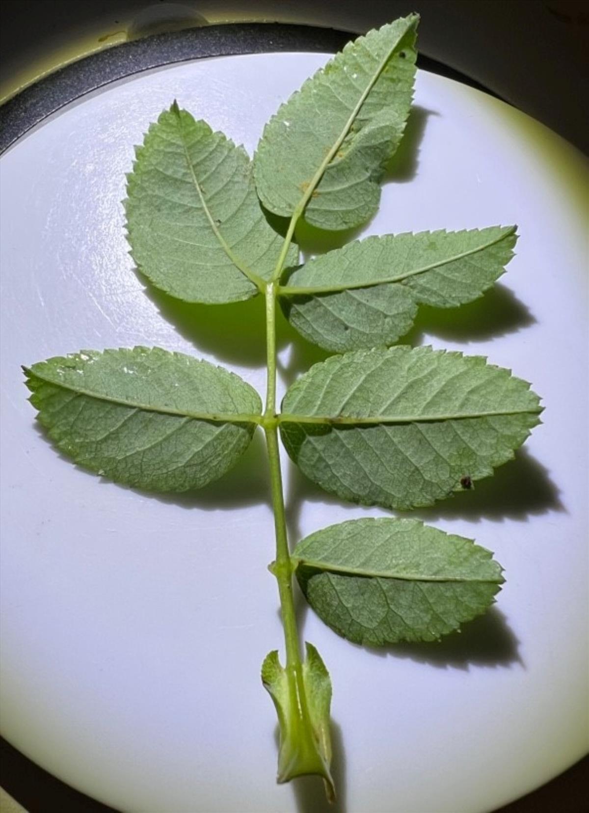 Rosa vosagiaca (door Jan Klinckenberg)