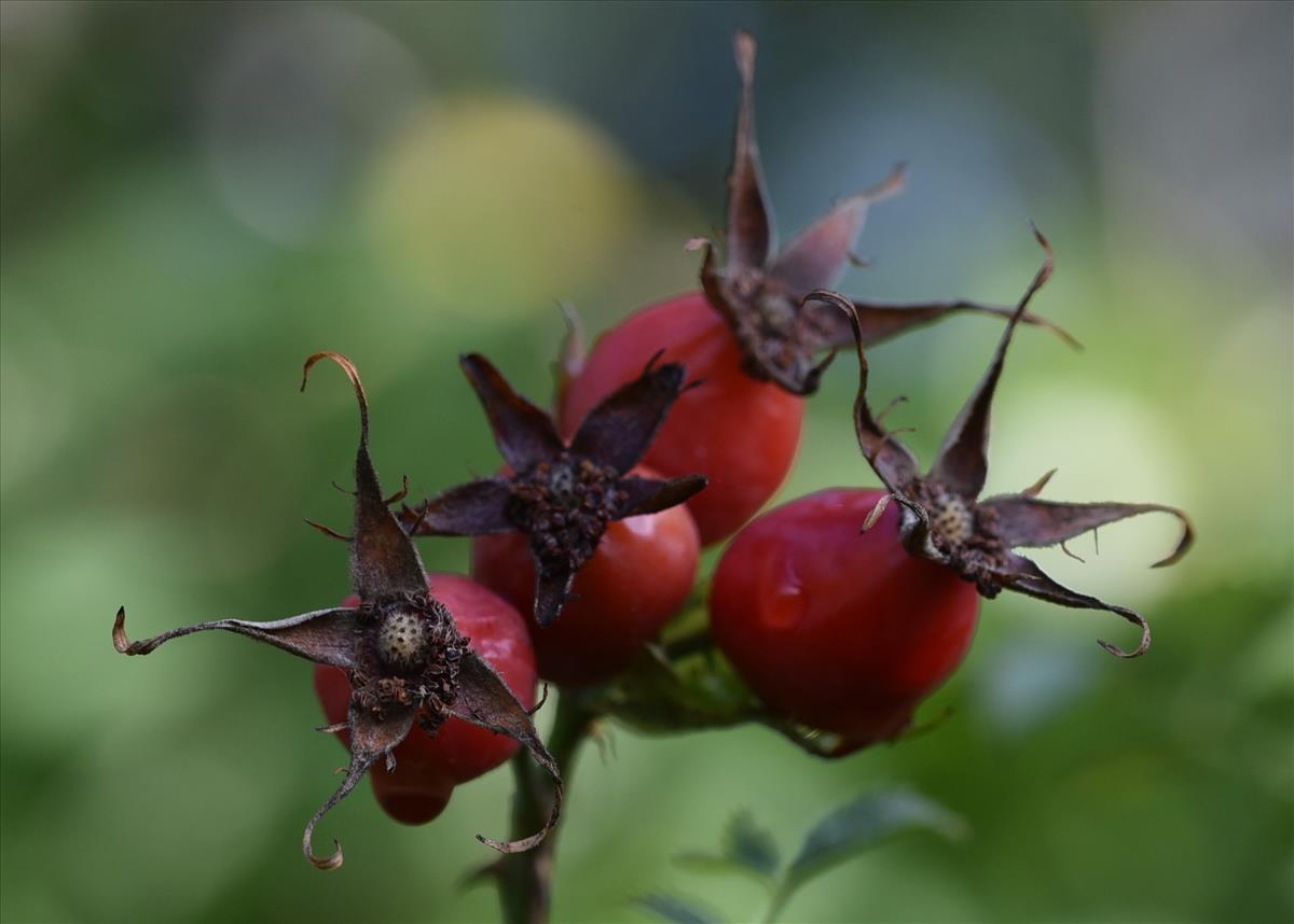 Rosa vosagiaca (door Jan Klinckenberg)