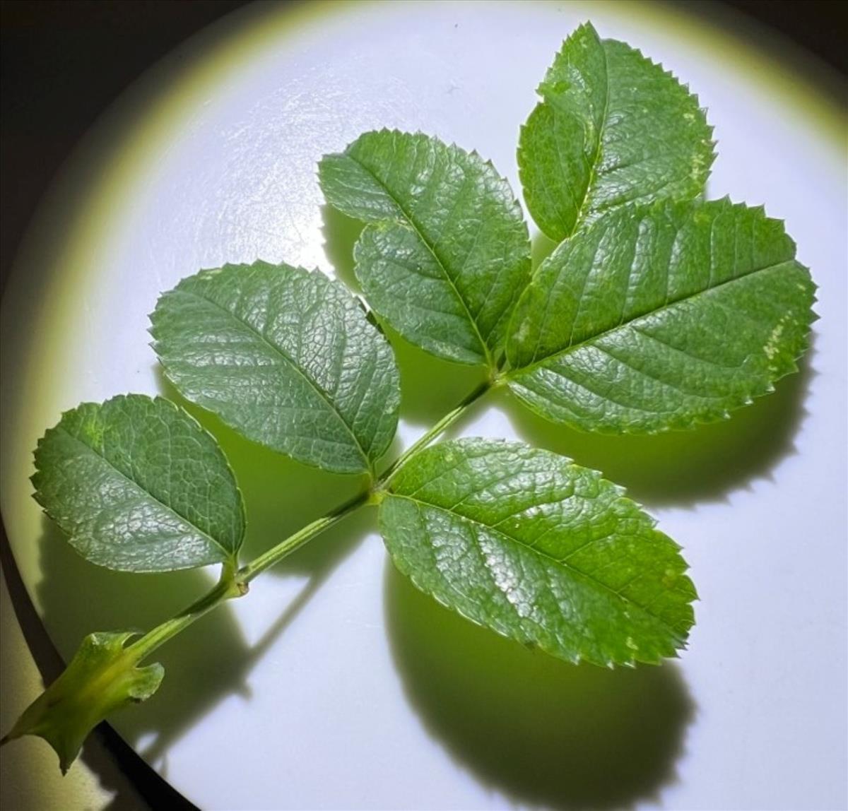 Rosa vosagiaca (door Jan Klinckenberg)