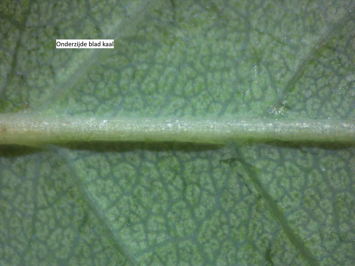 Rosa vosagiaca (door Jan Klinckenberg)