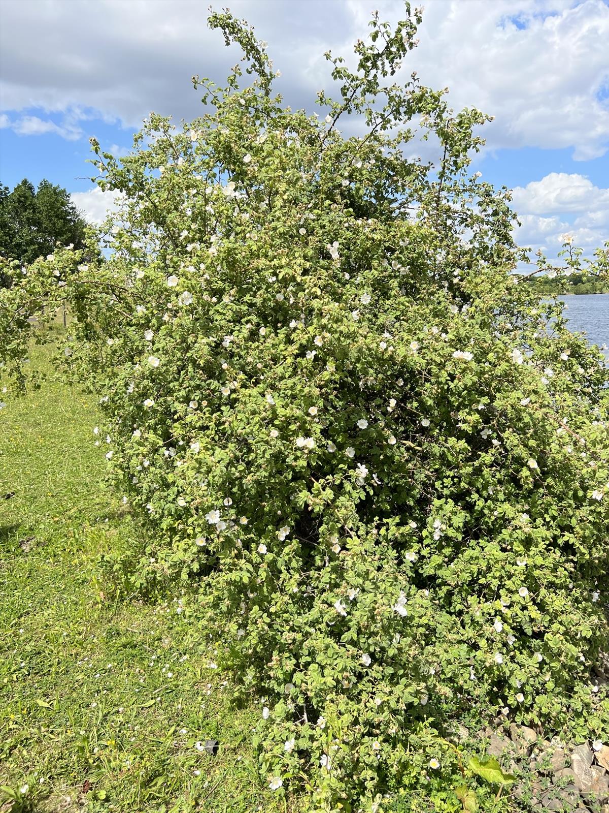 Rosa x avrayensis (door Jan Klinckenberg)