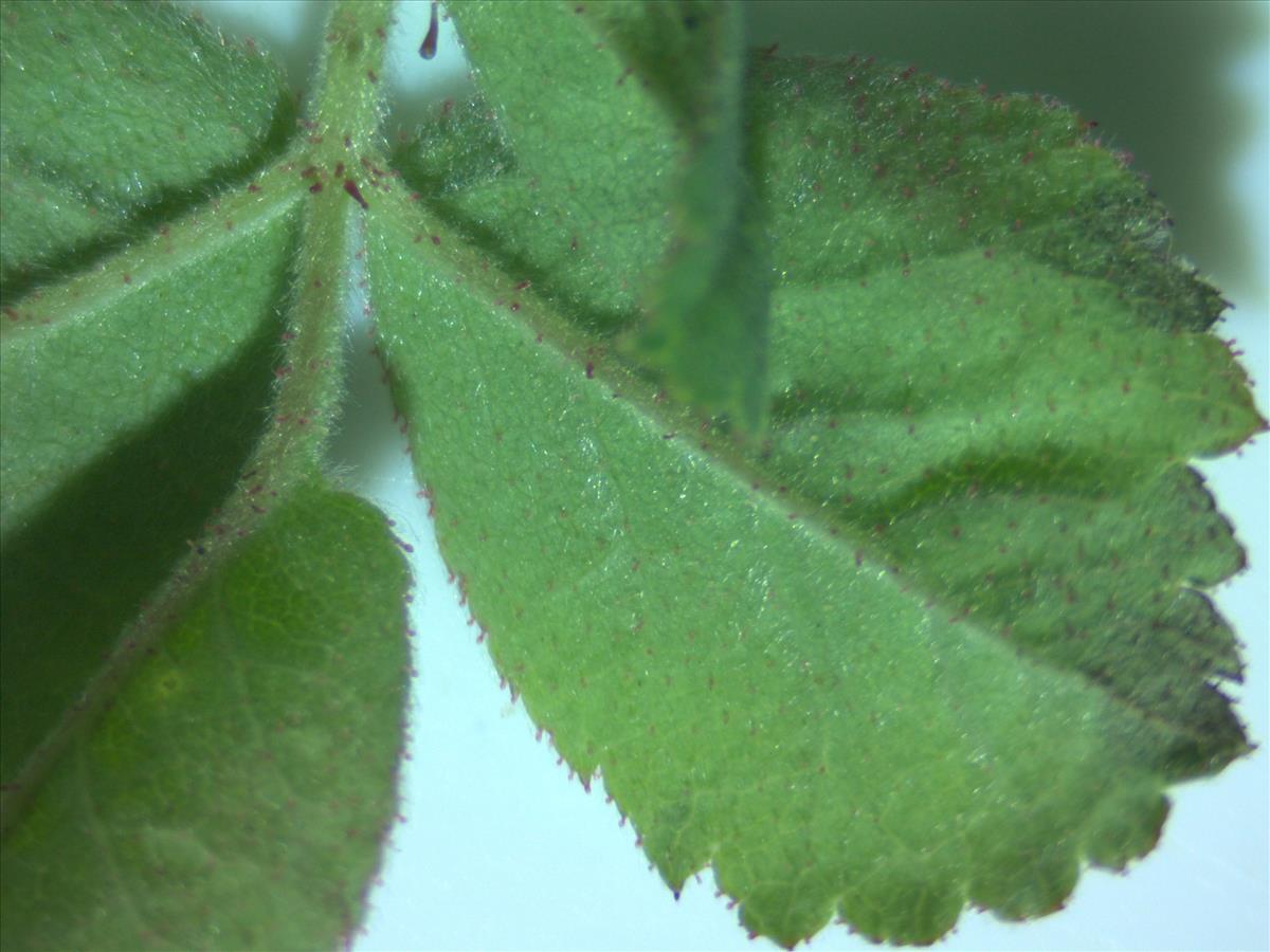 Rosa x avrayensis (door Jan Klinckenberg)