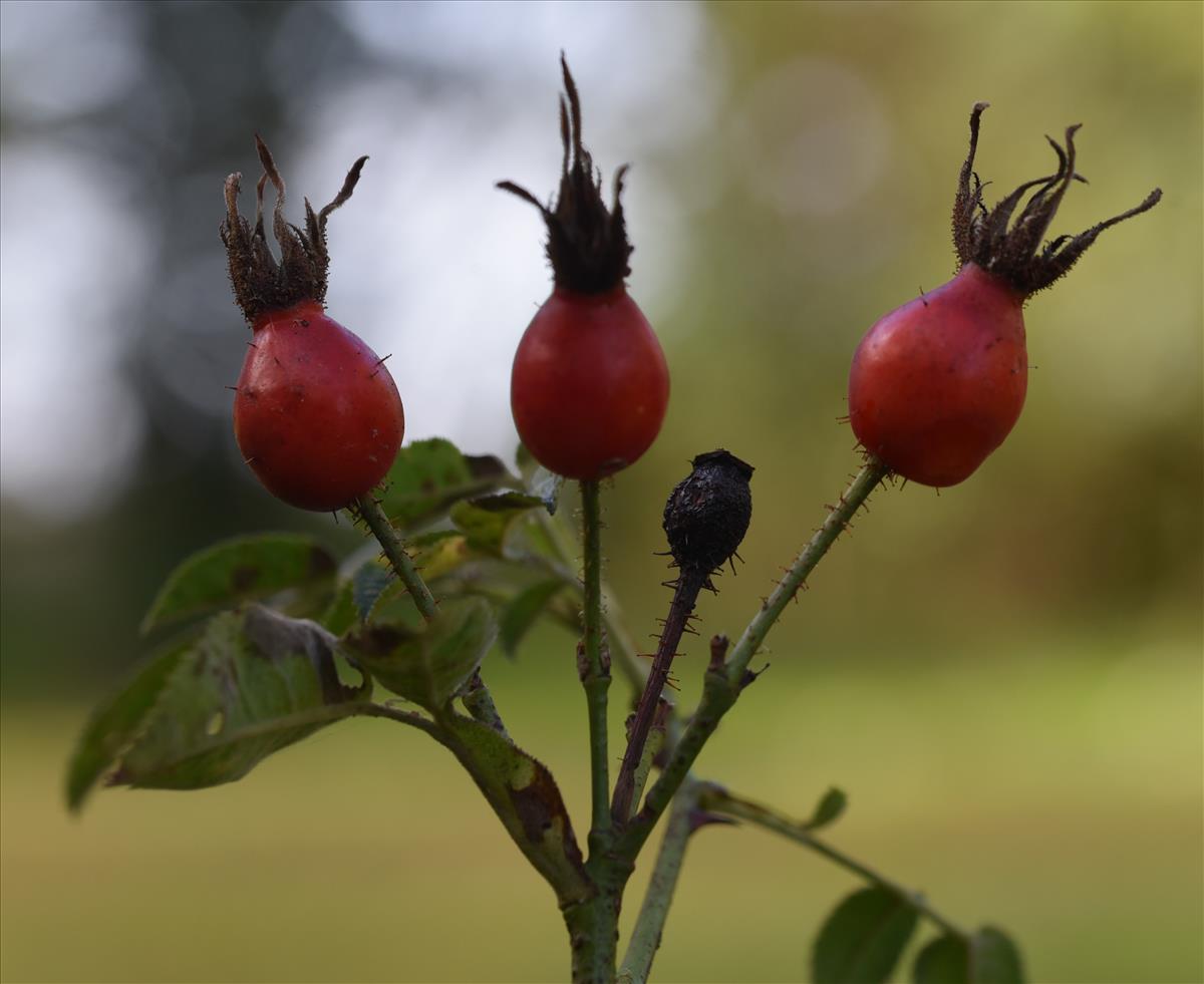 Rosa x avrayensis (door Jan Klinckenberg)